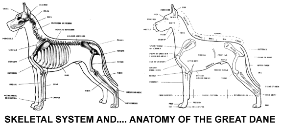 great dane standard